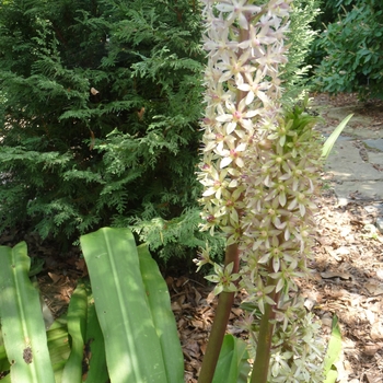 Eucomis autumnalis