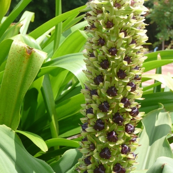 Eucomis montana 