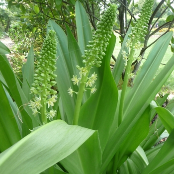 Eucomis pole-evansii