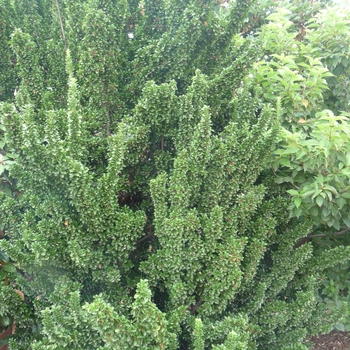 Euonymus japonicus 'Green Spire' 