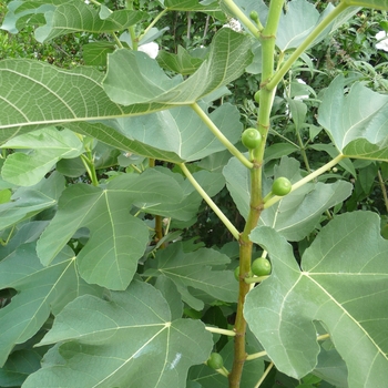 Ficus carica 'Kadota' 