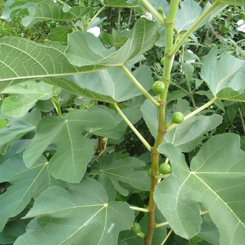 Ficus carica 'Kadota'