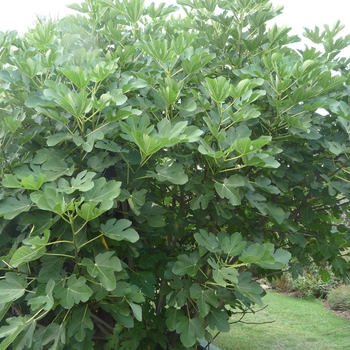 Ficus carica 'Lattarula' 