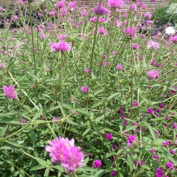 Gomphrena 'Fireworks'