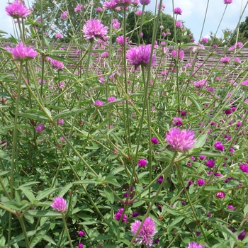 Gomphrena 'Fireworks' 