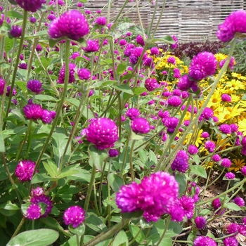 Gomphrena globosa 'Purple' 