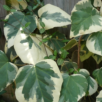 Hedera colchica 'Dentata Variegata'