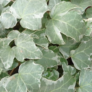 Hedera helix 'Paper Doll'