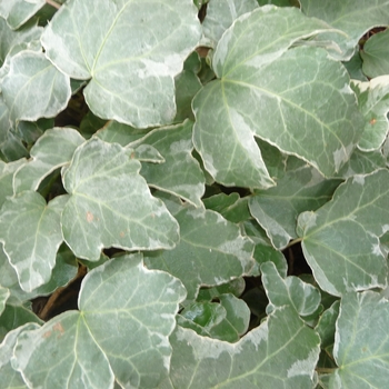 Hedera helix 'Paper Doll' 