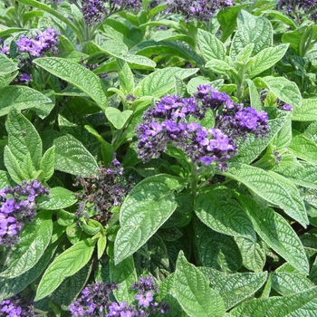 Heliotropium arborescens 'Dark Blue' 