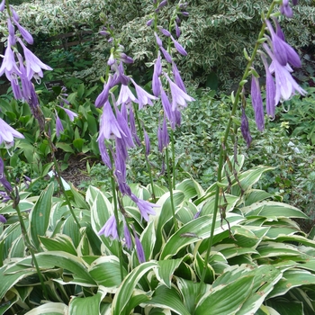 Hosta 'Yellow Splash Rim' 