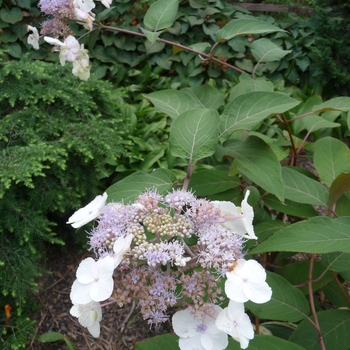 Hydrangea aspera