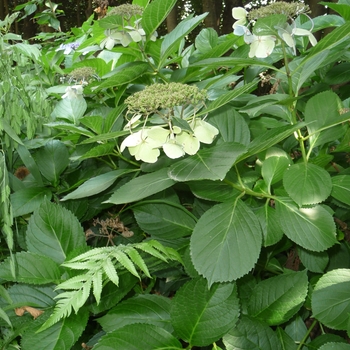 Hydrangea macrophylla 'Hadsbury' 