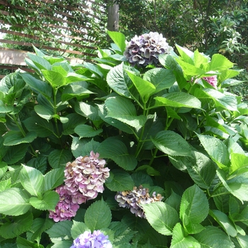 Hydrangea macrophylla 'Oregon Pride' 