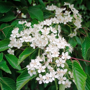 Sorbus alnifolia