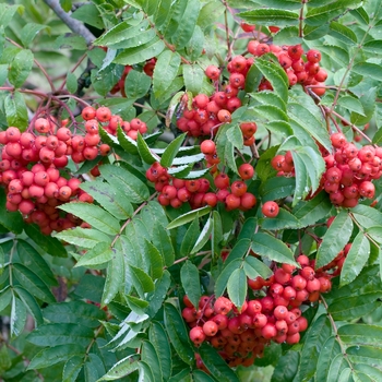 Sorbus decora 