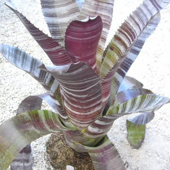 Aechmea chantinii 'Black' 