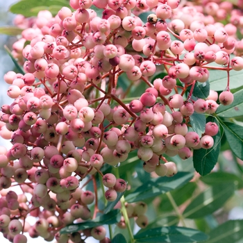 Sorbus hupehensis 'Pink Pagoda'