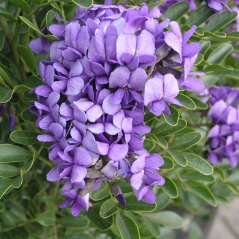 Sophora secundiflora