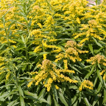 Solidago 'Crown of Rays'