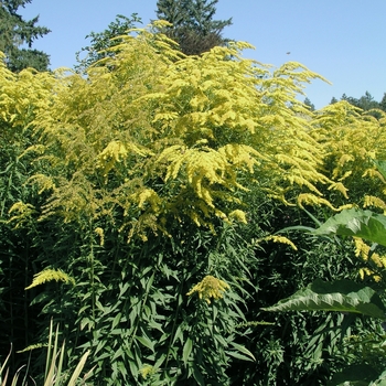 Solidago canadensis