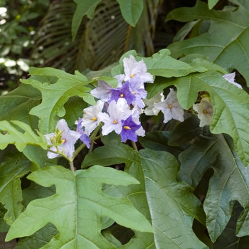 Solanum wrightii (macranthum)