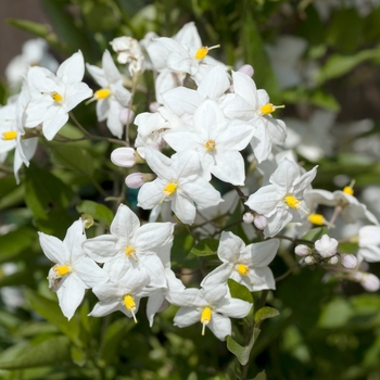 Solanum jasminoides 