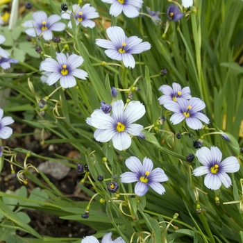 Sisyrinchium 'Devon Skies'