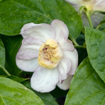 Sinocalycanthus chinensis 