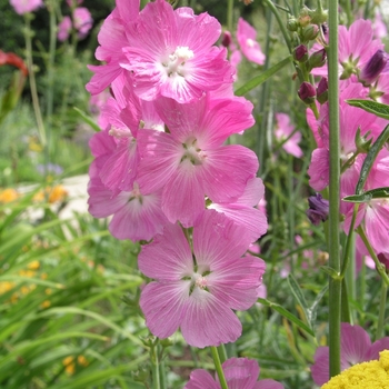 Sidalcea 'Party Girl' 