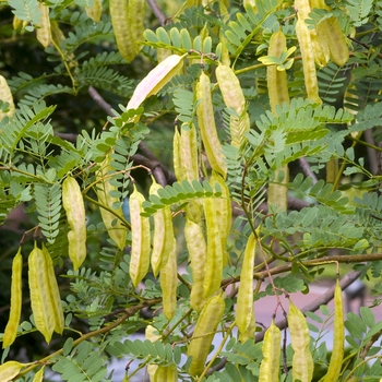 Sesbania punicea '' (018202)