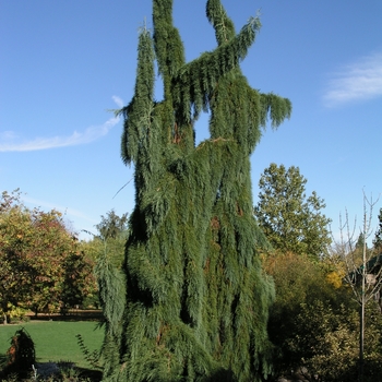 Sequoiadendron giganteum 'Pendulum'