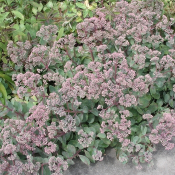 Sedum 'Vera Jameson' 