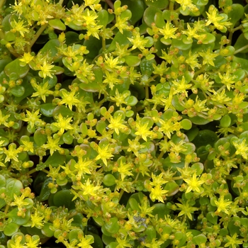 Sedum tetractinum