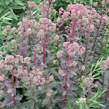 Sedum telephium 'Strawberries & Cream' 