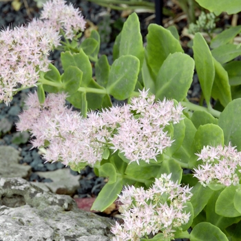 Sedum spectabile 'Steven Ward' 