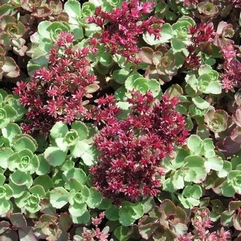 Sedum spurium 'Elizabeth' 