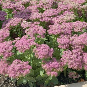 Sedum spectabile 'Carmen'