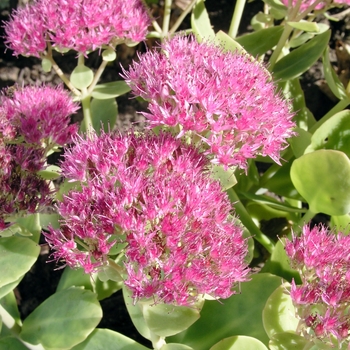 Sedum spectabile 'Brilliant'