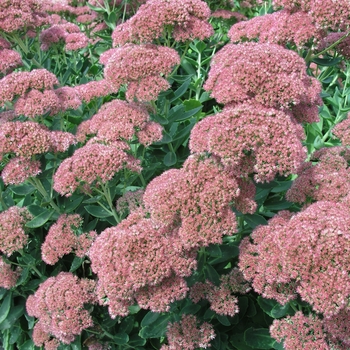 Sedum spectabile 'Indian Chief' 