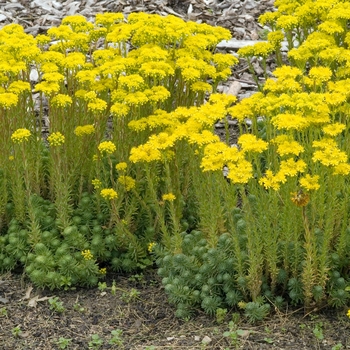 Sedum forsterianum ssp. elegans 'Silver Stone' 