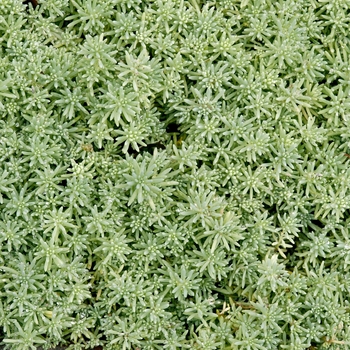 Sedum pulchellum 'Sea Star™'