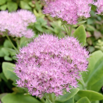 Sedum spectabile 'Rosenteller' 