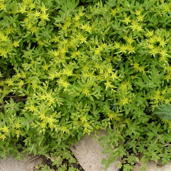 Sedum reflexum 