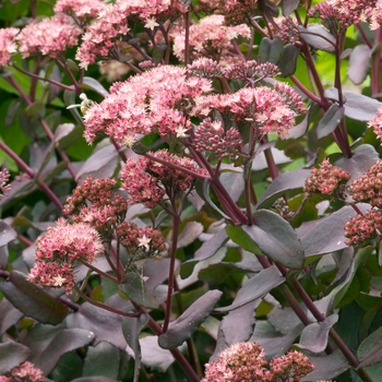 Sedum 'Purple Emperor' 