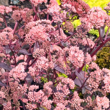 Sedum 'Purple Emperor'