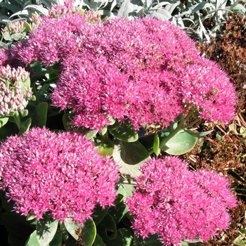 Sedum spectabile 'Neon' 