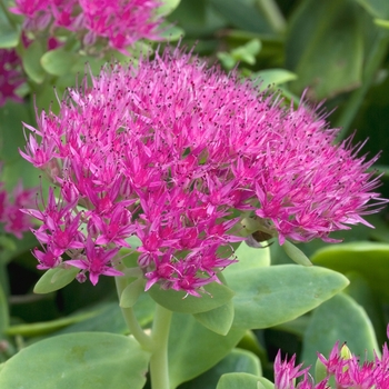 Sedum spectabile 'Neon'