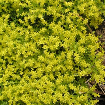 Sedum mexicanum 