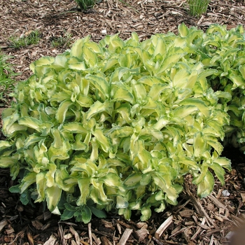 Sedum alboroseum (erythrostictum) 'Mediovariegatum' 